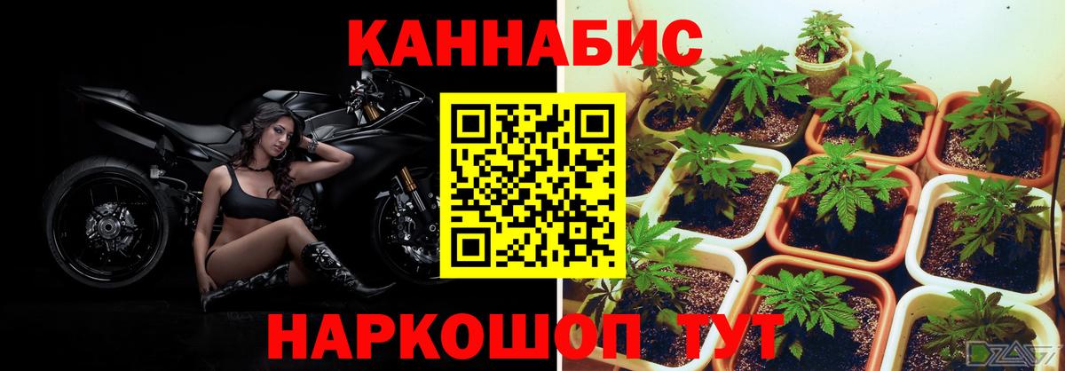 Бошки марихуана сатива  Бошки Шишки ГИДРОПОН  Нижний Новгород  Бошки Шишки гибрид  Вход с VPN 